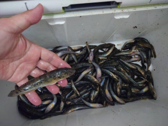 DUO2QNW6F-IQRhlngj00g0NMpcwWFy-nU66WkqaruG8iF5q0wY_QXFwRyy3r7J5Q6fCcXnQGr5dXKhIYB5aYDUSZP8qcZJ2Zxj3PljPyUiUlxw4d_cl1NuGi6A2-X2atQ0mGTKiMiK02azDH-NEk1Q-640x480