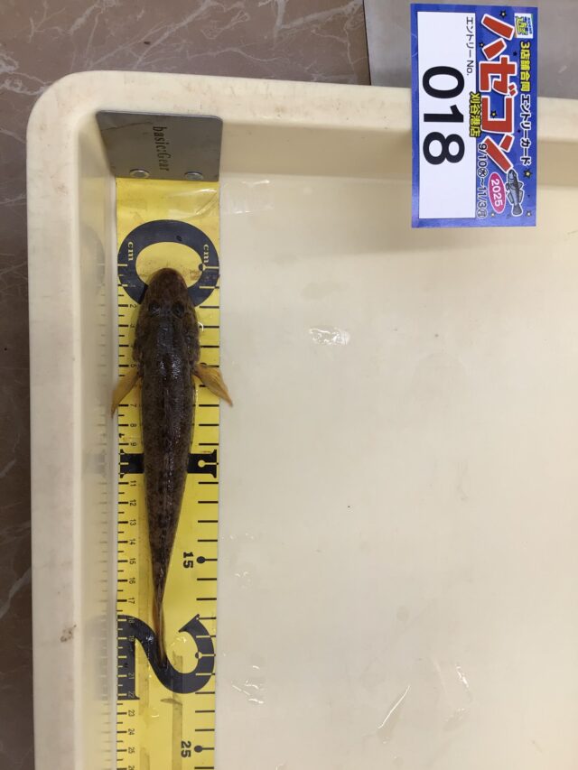 古代のタカラ　川揚がり ハゼコン開催中！！！ | フィッシング遊