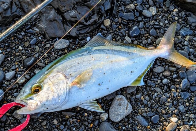 PXL_20250830_220057961.PORTRAIT.ORIGINAL~2_copy_2549x1701