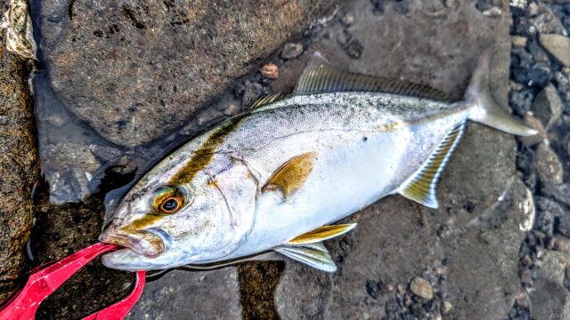 サイズアップしてきたシオ！(35㎝超)は良く引く♪