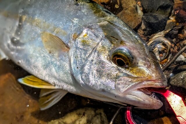 PXL_20250907_055029353.PORTRAIT~2