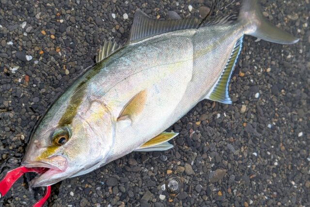 グッドコンディションのトルクフルなシオ