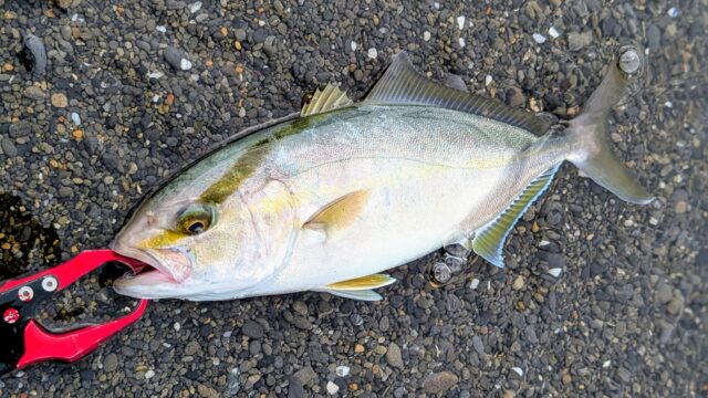 PXL_20250911_005039410.PORTRAIT~2_copy_2016x1134