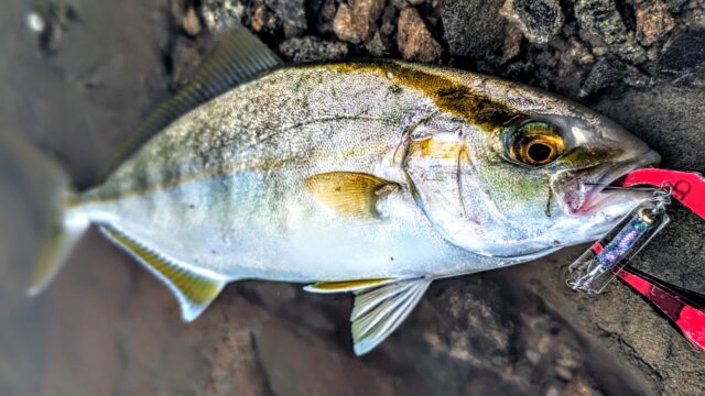 PXL_20250911_024356801.PORTRAIT~2_copy_2016x1134