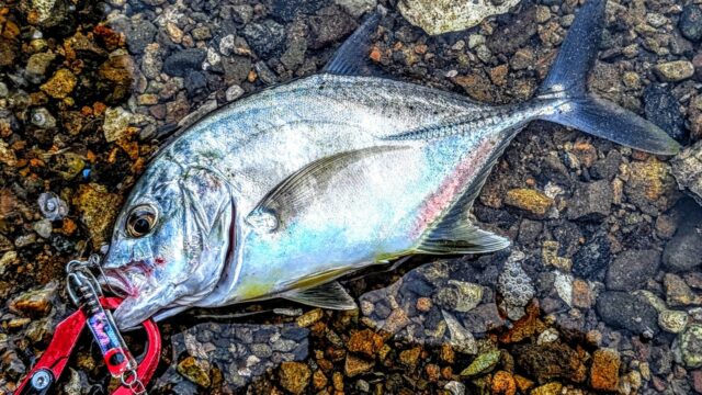 今シーズン最大の24㎝超え！強烈に引きました！