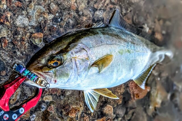 PXL_20250921_084758371.PORTRAIT~2_copy_1700x1134