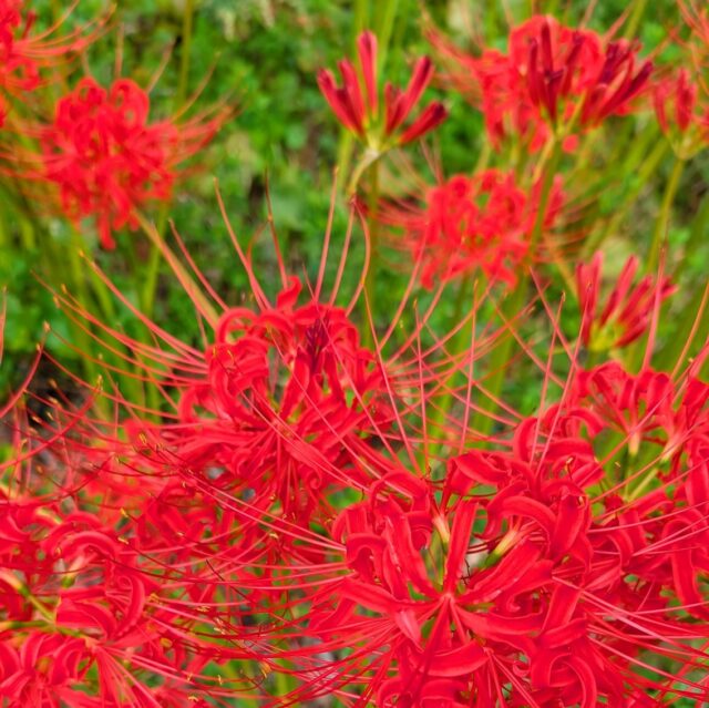 PXL_20250928_050520920~3_copy_1134x1133