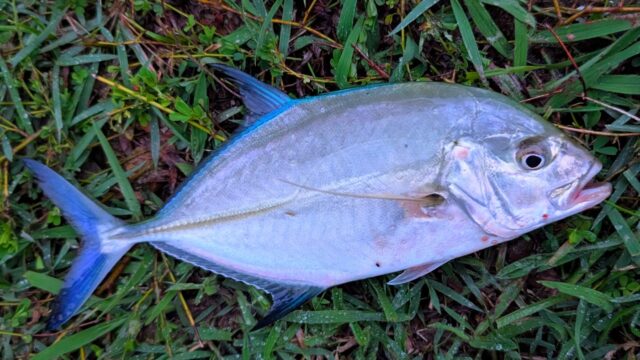 コバルトブルーの鰭が鮮やかなカスミアジ♪