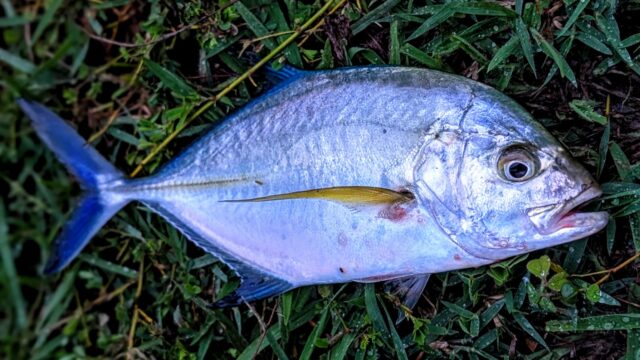 カスミアジはメッキの中でもNo.1のスピードスターです！