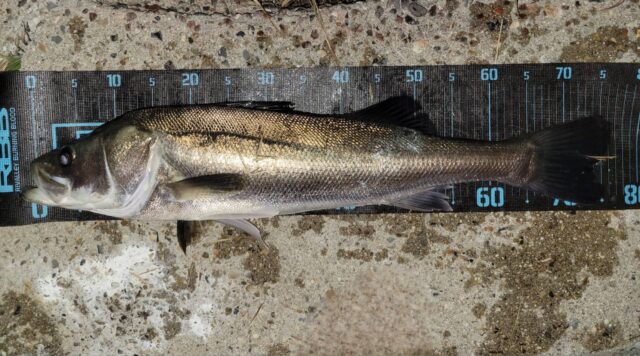 RW8MhGevnFINvG06E2XSzwbcGKrEIFLLAOI3vEsPNXf8E3earJFayUlB46Avuf3CAoHvG8pBjTRKZr8JMCYblaY78zitiolbrKLmQnzuoCT6h2fcypKD0by0Zrqlb7VrkpngZXezwyv0UN-p8nCI8Q==