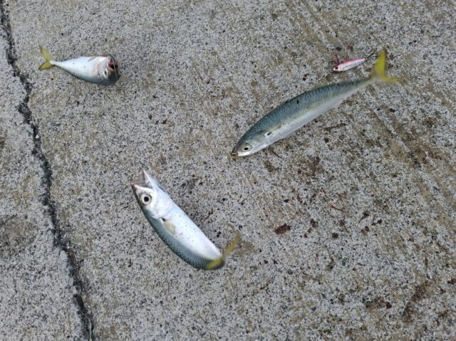 Screenshot_20250925_091021_Photos~2