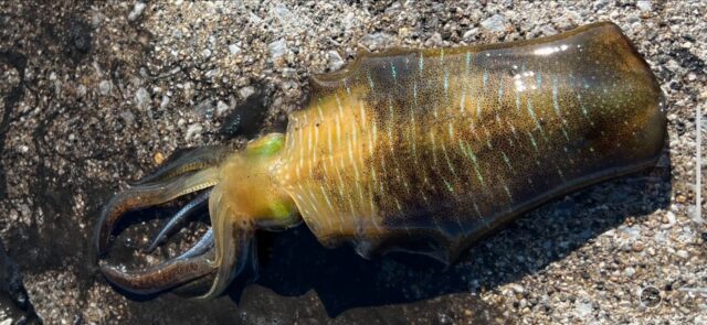 VBxECC5cQ2VREdVq_Zy30mOk9cySQK3N7cT2OSS9PRd71nlSmiBLn85BKJUWeHE6L-k2D4FrzqDtHU3svp9s4FwmSXWckgTkfGo3fDF9wHiDH_R4ZU15Hx97lwFDh1ePyoEYSNdl5TIBu65cFcBv0A==