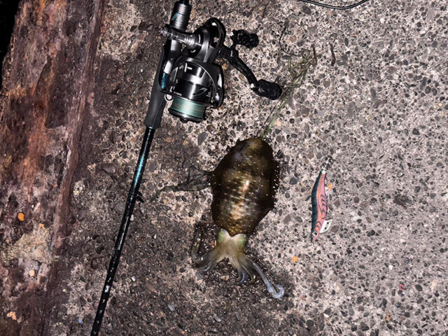 9月16日-たかしゃん様1