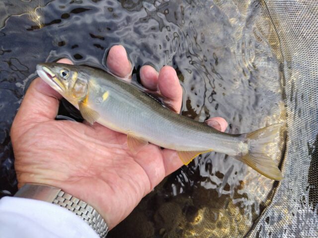 line_oa_chat_250906_161355