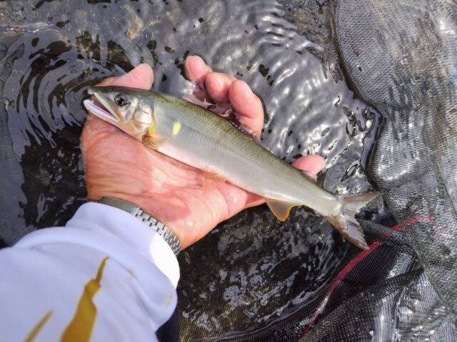 line_oa_chat_250906_161905