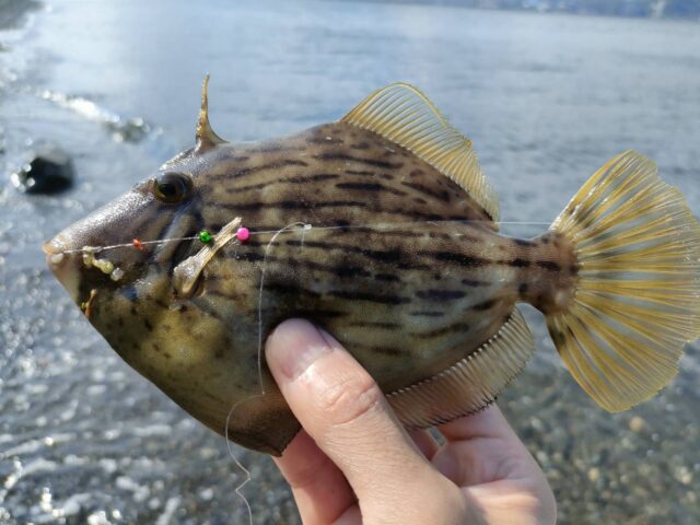 line_oa_chat_250911_144309