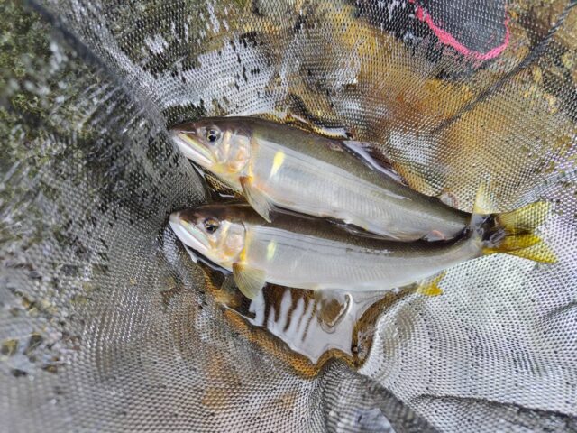 line_oa_chat_250920_102640