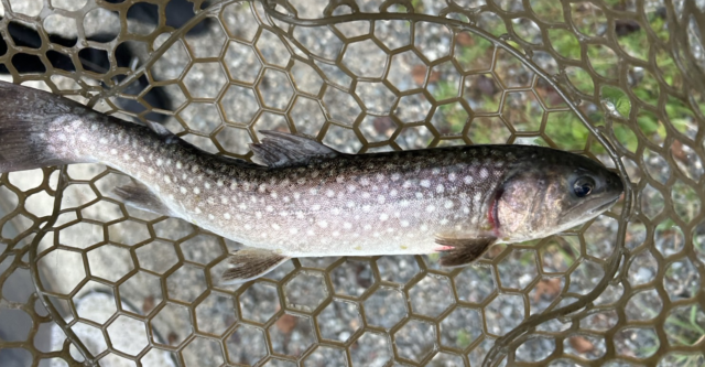 oKLvdOXp3ZovyvEjN4zTnBJpLLN_swowShTaN-soXT2u8VixZhTYY1PMc2QpVyowtYCRMBgiIY-woWE-jC6thfGWTY9YYET0kzLhNhBPGWswQH8heTUNFk8-lXUwNpl5OObrIXWDvj3wvVZWXR7TOg==