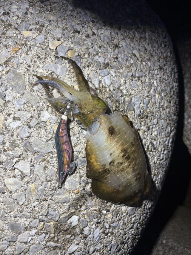 p6o03c_YMFOvexBRWl1tzYV_pkxri5LeTrjglQI_VC1zjrLXDus3wZIbziCscDb_lCR7KbEy6NflR2Rz7nRoXcXCMghxpj7eXHnb6KmwpC1h11jeK9P2L3FlwSTNF9gv6jNu5bRgUMkvYKl3YQCxcw==