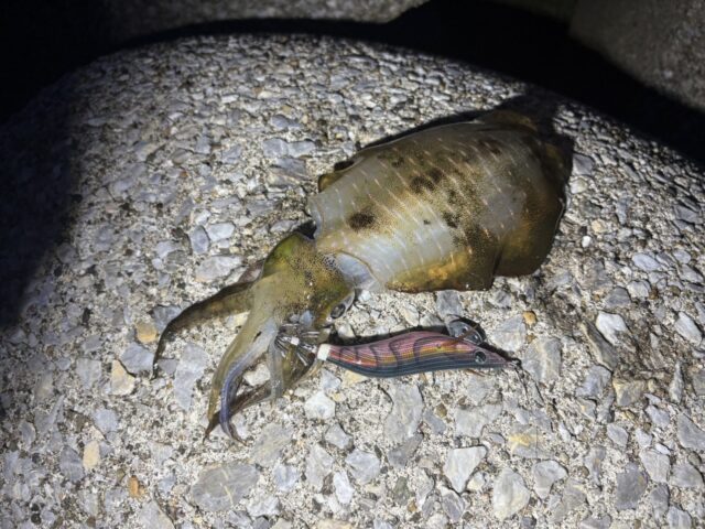 p6o03c_YMFOvexBRWl1tzYV_pkxri5LeTrjglQI_VC1zjrLXDus3wZIbziCscDb_lCR7KbEy6NflR2Rz7nRoXcXCMghxpj7eXHnb6KmwpC1h11jeK9P2L3FlwSTNF9gv6jNu5bRgUMkvYKl3YQCxcw==