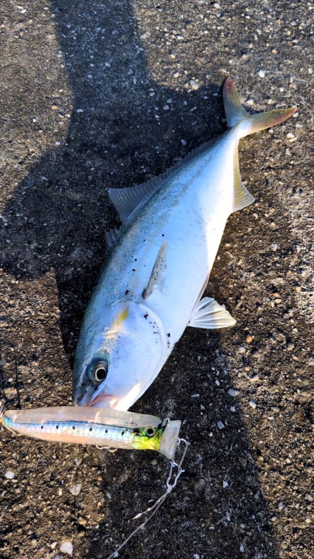 rTnp0SO99Mrz-12YCazovcKlutFLDNlrA1G_MKm9nSkxKMh5obUe2mbDPv0qpSQgGooka58l0mfp4dH4Od340Tvk6DklUeJFQKJ0ESoQVTuh4UyjytIh0COSFoVz_qPK-Y6