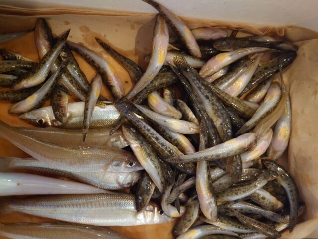 sukv_MccxXjptsFc7g4DDSTH6vvfbi_FuoiGZFe2NWEajFG0Nd5qQ10nbkL8guMGn7AUfij60POoveRQg2ZcoJg_-2TU-Y886WIBvP_Ubp8v_q0khAtkZjLCuzwblXs0jgTjgTGATm1_gXXKFHhmhg==