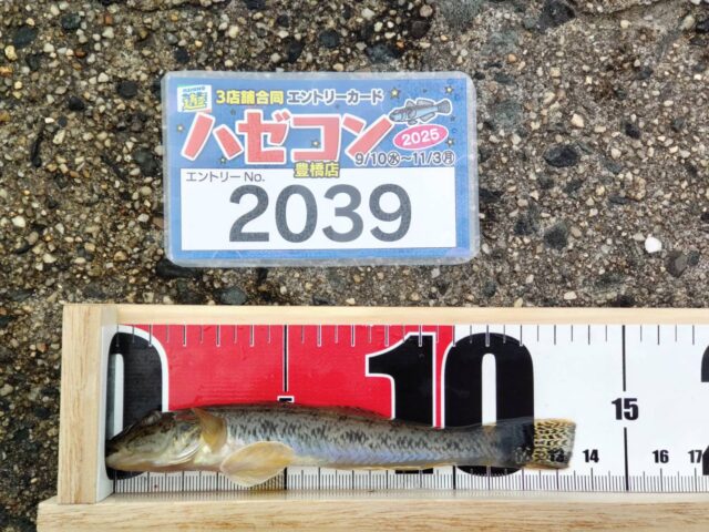 マハゼ13.5cm