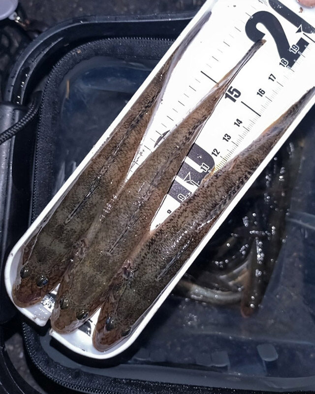 10月25日-ムギネコ様1