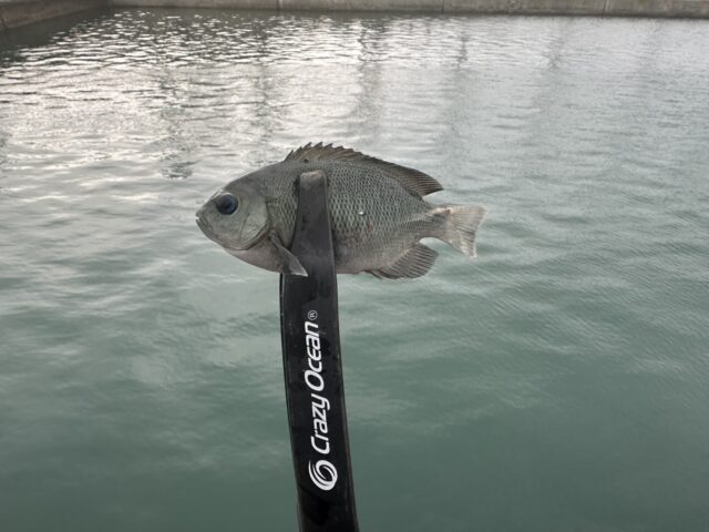 Ab9K1P-vnspRJTWCp2tArP3wG4DmuIFm1MsJjVocQwHzYD1faanGE7NumEzYhvoByfXwL535yifUFAR1V08_gmWoglE5cH8RRMiGTxyl4xA6_ZNtBl_ZHoWSvcqsX-OZr6fRbKROf4YksHppMo5QDQ==