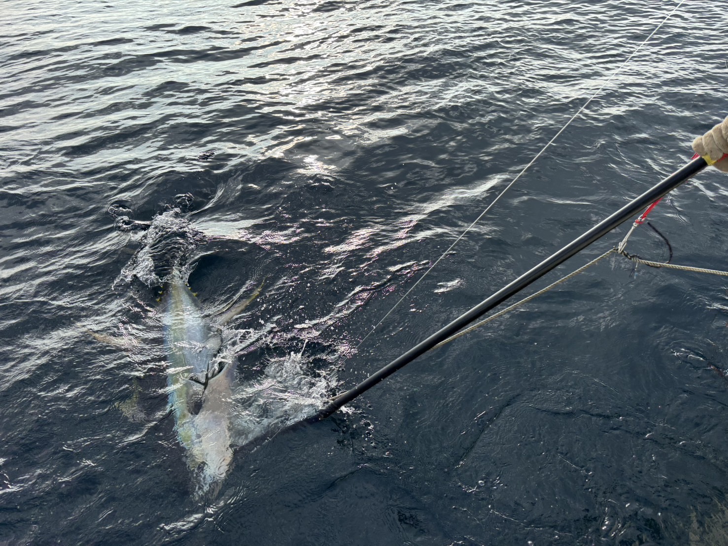 JlEJRSdZWiN6mUYGDrbWvjbjLwnKF21SmJUsTzJ3Nnxk4RunVHvoZS9geWV3hxV_uMPrnDhtaMav4BU2u177Is9VFc21TRUOwcOCljJhksO5F7NZVVkSpsYCuYrpQ699xjd32DvNFM_jZ_FnFQeU0g==