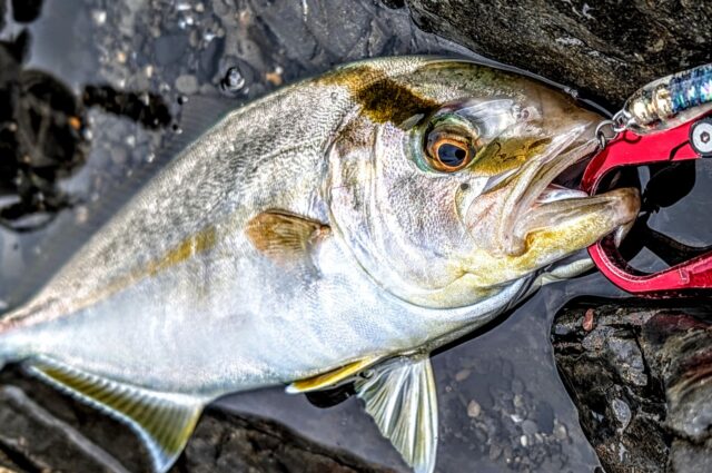 シオは強烈なファイトでヒリヒリさせられます。