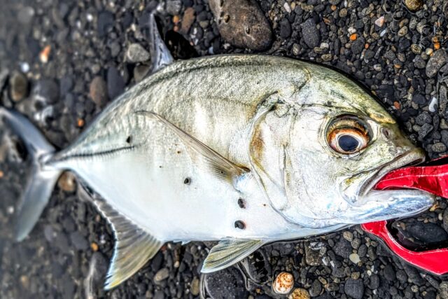 このクラスになるとライトタックルだと不安😨