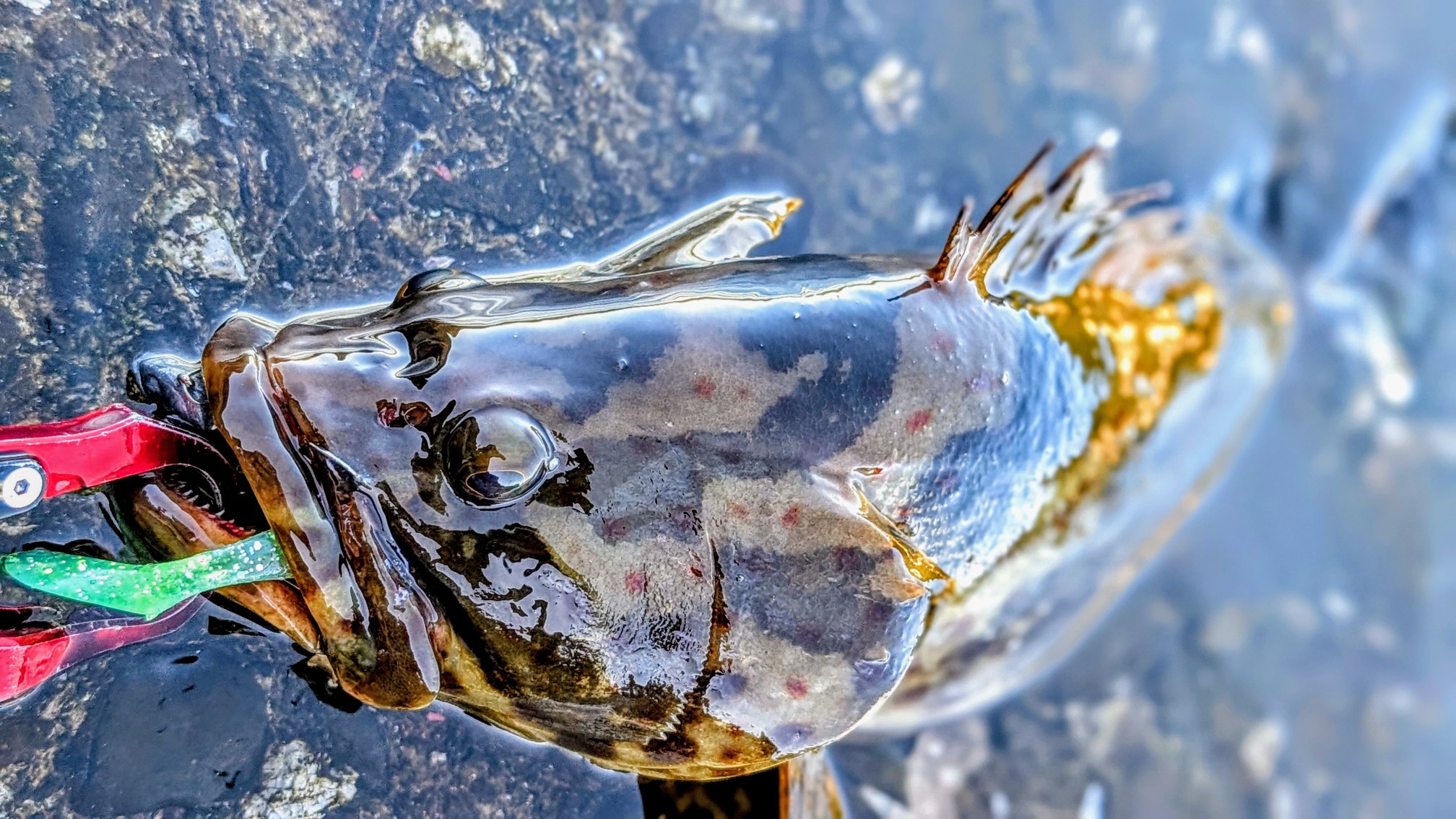 横顔も男前だ！！