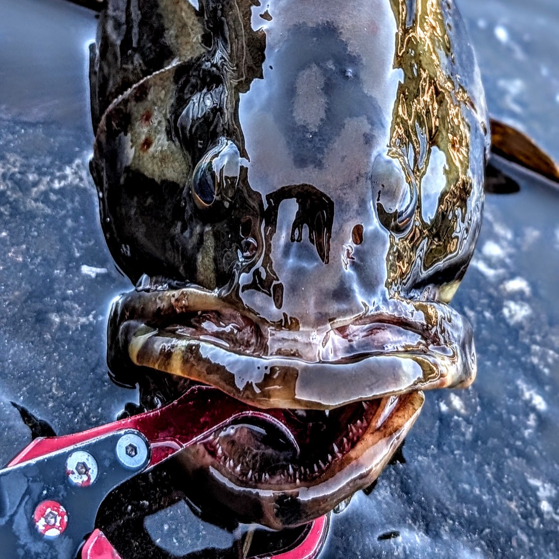 厳つくカッコ良い！！