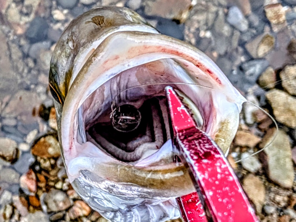 ルアーを丸呑みにしたシオ！