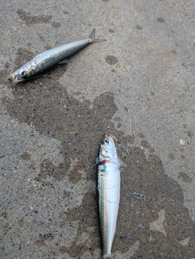 PXL_20251015_000139877.MP