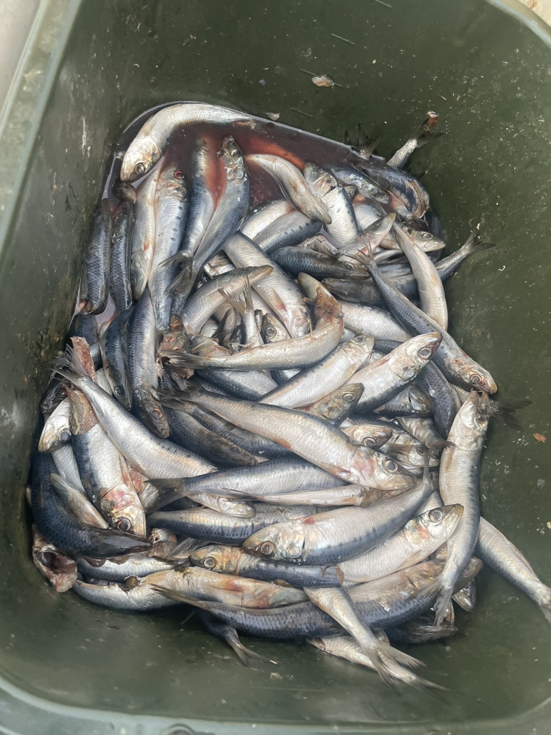 qUST8rwwrWg7-PC9CgYZIBmUd4m-Kwph-bUIjBNPmLMBrUb_UMvG5cI2_cvdbXMe0mNWC-5QbSdYeYCp1GrXZI6_TL6aVtGGC3DsjGeUcXq1Gx7XrOe6-aIXMuWWyF5G6jNu5bRgUMkvYKl3YQCxcw==