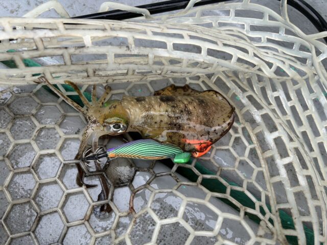 sItse_joau9p9OcbyxkYIxPjbympwLpkp_OqEL4q3N_ERKh0S_Q9CLwJR6KCJegig-jhXB2lsjSoqKbHjXeZf8i3NBGf6lbn43XO1Eey_nnFnCYZQS0JZRdSLwxIr9xcyoEYSNdl5TIBu65cFcBv0A==