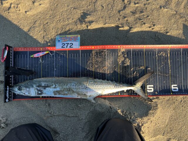 サゴシ５４ｃｍオフベイト