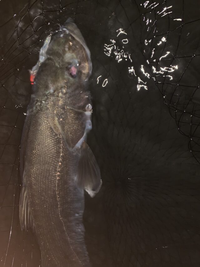 7-VdE3pWPBCW67GU6ZJiZJXOApoRK1BKYT8dhn60ul1gdfGrz5joN6jkG-jRecOv8JeC0kl78Ttg7zIgakP93SvyHYjNXAdB_jObJAeoXF5YFM6XhggXFQoWHfJbKSEByoEYSNdl5TIBu65cFcBv0A==