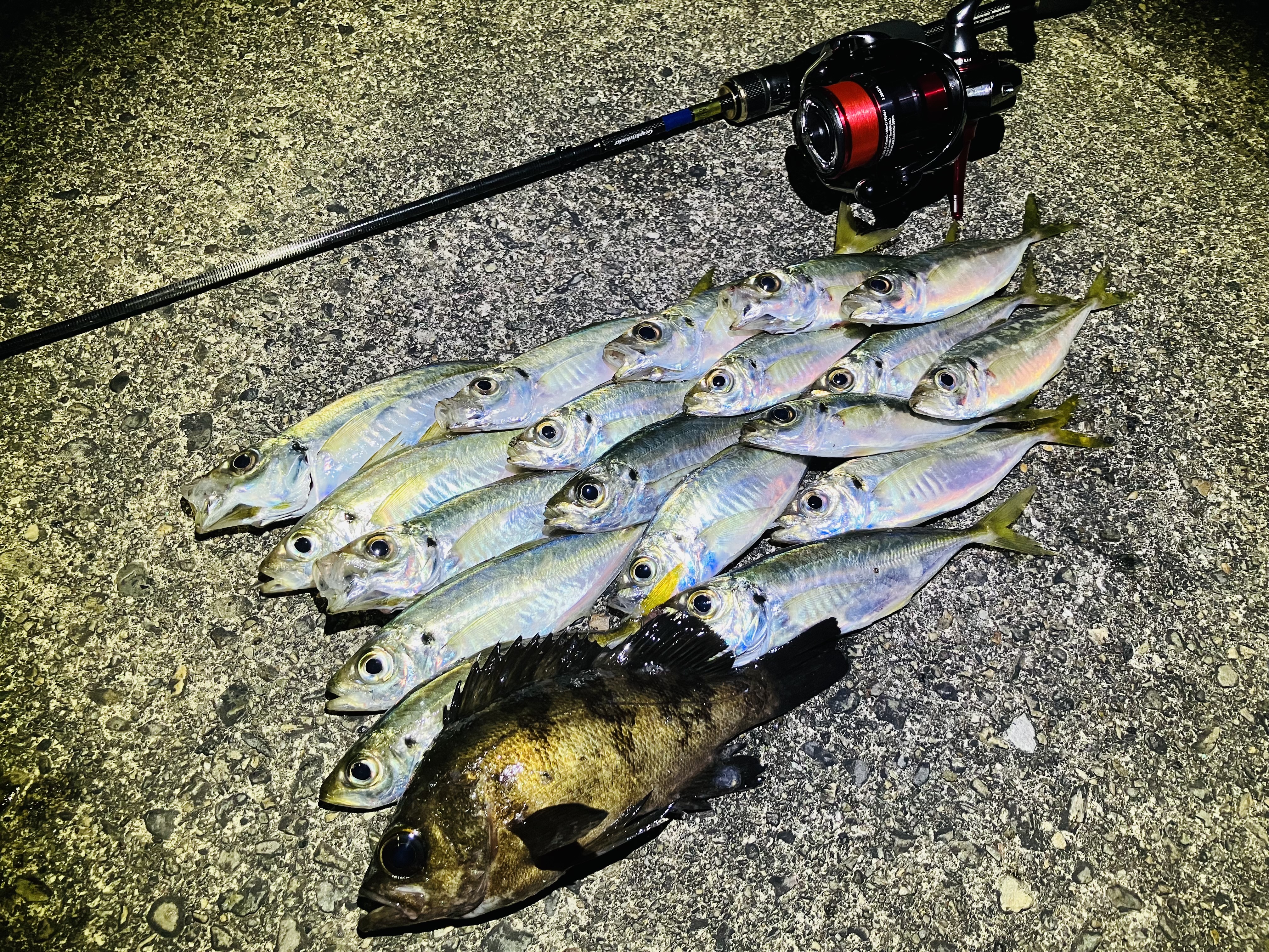 ショア】鳥羽へアジング調査！ | フィッシング遊