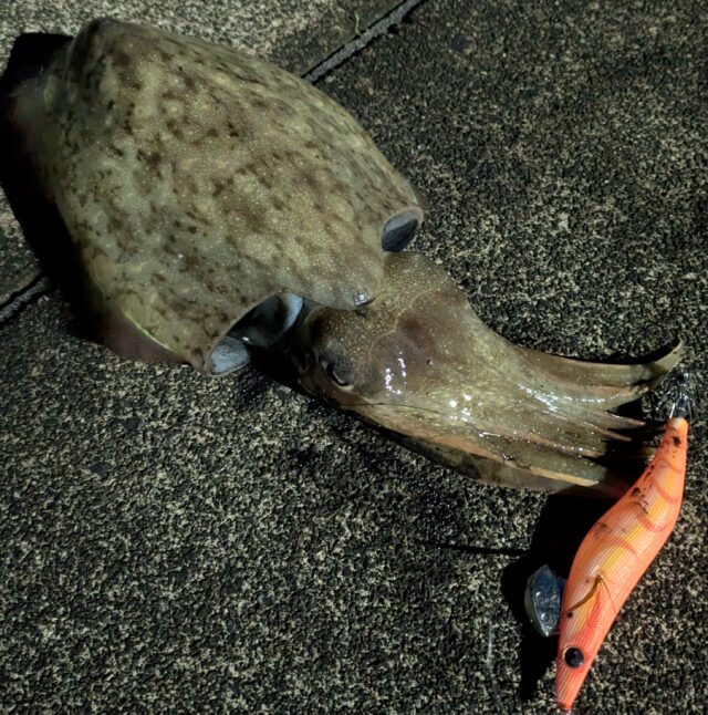 PXL_20251031_203152169.MP