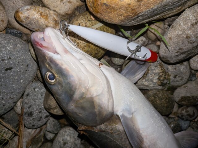 PXL_20251104_111348718