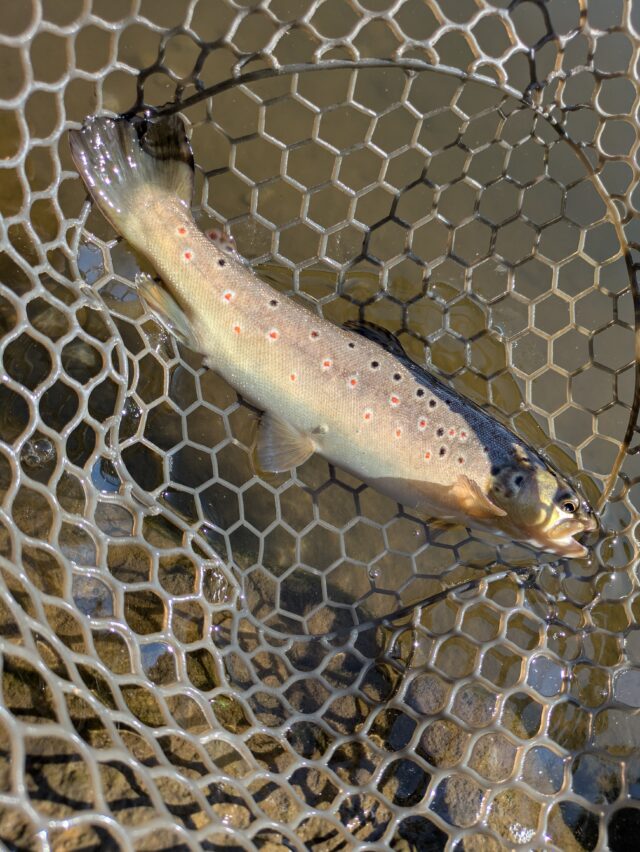 PXL_20251108_013221362.MP