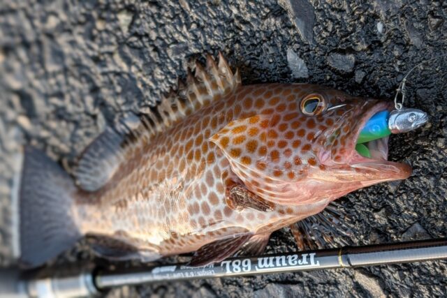 秋の個体はベイトを追いかけまくっている為、かなり抵抗します！