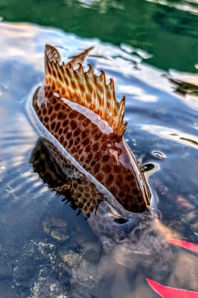 PXL_20251109_073929737.MP~2_copy_766x1149