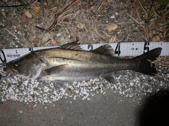 PXL_20251112_170236850