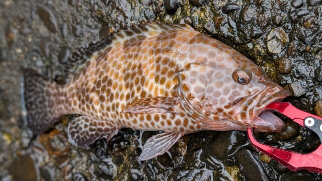 28㎝オーバーの良型グルーパー👍️