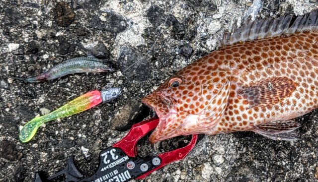 吐き出したベイトが、ペティシャッドとマッチTheベイト！