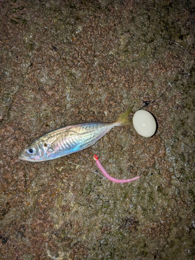 PXL_20251116_130340267